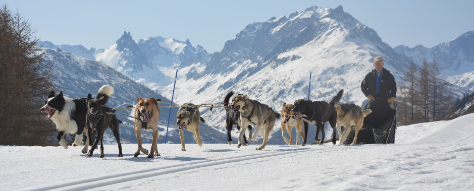 Mushing Spirit - Chiens de traîneau en Savoie - Chiens de traîneau en Savoie