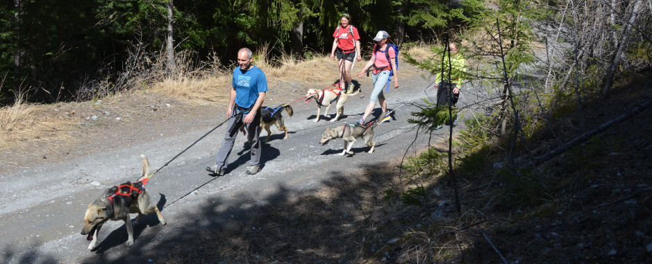 Mushing Spirit - Chiens de traîneau en Savoie - Chiens de traîneau en Savoie